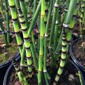 Equisetum hyemale