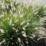 Pennisetum alopecuroides 'Little Bunny'