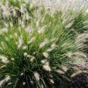 Pennisetum alopecuroides 'Little Bunny'