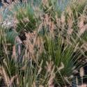 Pennisetum alopecuroides 'Little Bunny'