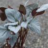 Begonia hatacoa 'Silver'