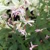 Porteranthus trifoliatus 'Pink Profusion' sin. Gillenia trifoliata