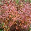Porteranthus trifoliatus 'Pink Profusion' sin. Gillenia trifoliata
