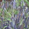 Baptisia australis x alba 'Purple Smoke'