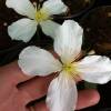 Clematis montana ‘Grandiflora’