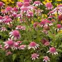 Echinacea purpurea 'Pink Double Delight'