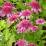 Echinacea purpurea 'Pink Double Delight'