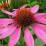 Echinacea purpurea
