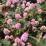 Polygonum capitatum sin. Persicaria capitata