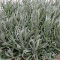 Lavandula angustifolia