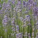 Lavandula angustifolia