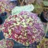 Begonia 'Marmaduke'