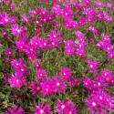 Delosperma cooperi