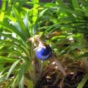 Convallaria japonica "Nana" sin. Ophiopogon japonicus