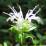 Monarda didyma 'Alba'