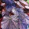 Begonia 'Passing Storm'