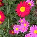 Chrysanthemum coccineum 'Robinson’s mix' (sin. Tanacetum coccineum) 