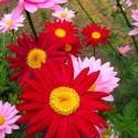 Chrysanthemum coccineum 'Robinson’s mix' (sin. Tanacetum coccineum) 