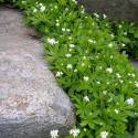 Galium odoratum (Stellina odorosa)