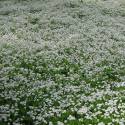 Galium odoratum (Stellina odorosa)