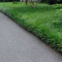 Liriope spicata