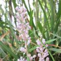 Liriope spicata