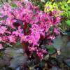 Saxifraga cortusifolia 'Black Ruby'