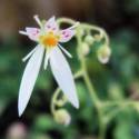 Saxifraga stolonifera 'Harvest Moon'