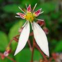 Saxifraga stolonifera 'Kinki Purple'