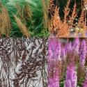 Astilbe chinensis 'Purpurlanze'