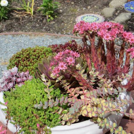 Garden succulents with flowers