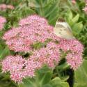 Sedum erythrosticum (Hylotelephium spectabile)