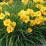Hemerocallis 'Stella de Oro'