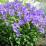 Campanula carpatica
