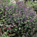 Strobilanthes atrop. 'Blue Carpet'