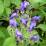 Strobilanthes atropurpurea 'Blue Carpet' sin. Strobilanthes wallichii