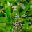 Callisia fragrans