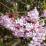 Viburnum x bodnantense 'Dawn'
