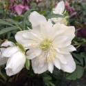 Helleborus niger 'Double Fashion' 