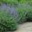 Nepeta × faassenii 'Walker's Low'