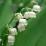 Convallaria majalis (Mughetto)