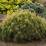 Pinus mugo