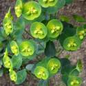 Euphorbia amygdaloides var. robbiae