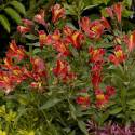 Alstroemeria 'Inca® Adore'