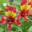 Alstroemeria 'Inca Adore'