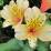 Alstroemeria 'Inca Ice'