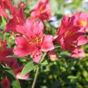 Alstroemeria 'Inca® Glow'