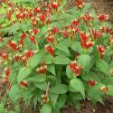 Spigelia marilandica