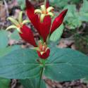 Spigelia marilandica