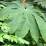 Tetrapanax papyrifer 'Rex'